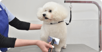 ブラッシング 被毛のチェック