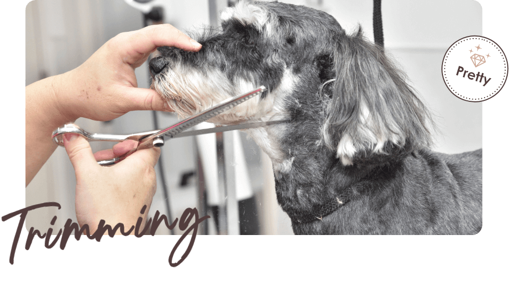 写真：トリミングの様子