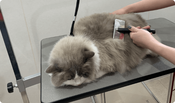 ネコちゃんのお手入れ