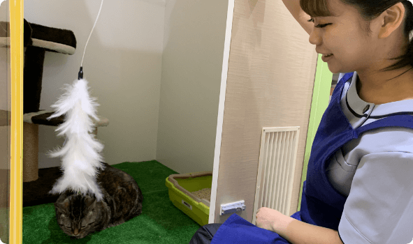 ネコちゃんと遊んでいる様子