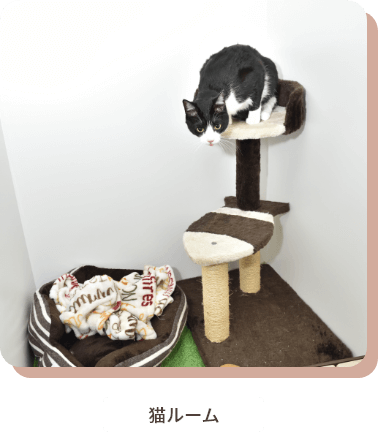 猫ルーム