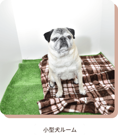 小型犬ルーム