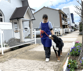 ブラッシング 被毛のチェック
