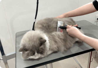 ネコちゃんのお手入れ