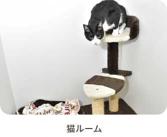猫ルーム
