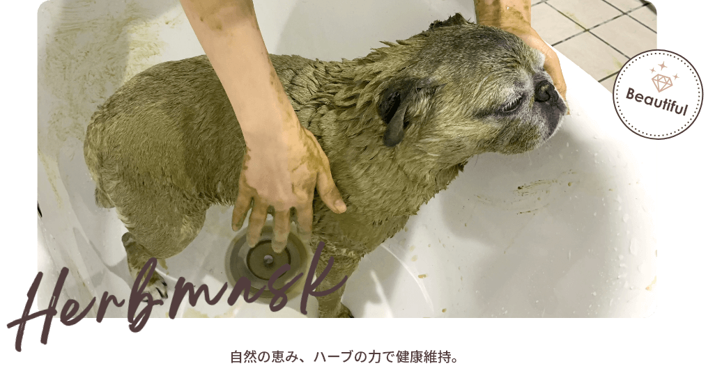 写真：ハーブパックの様子