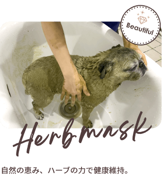 写真：ハーブパックの様子